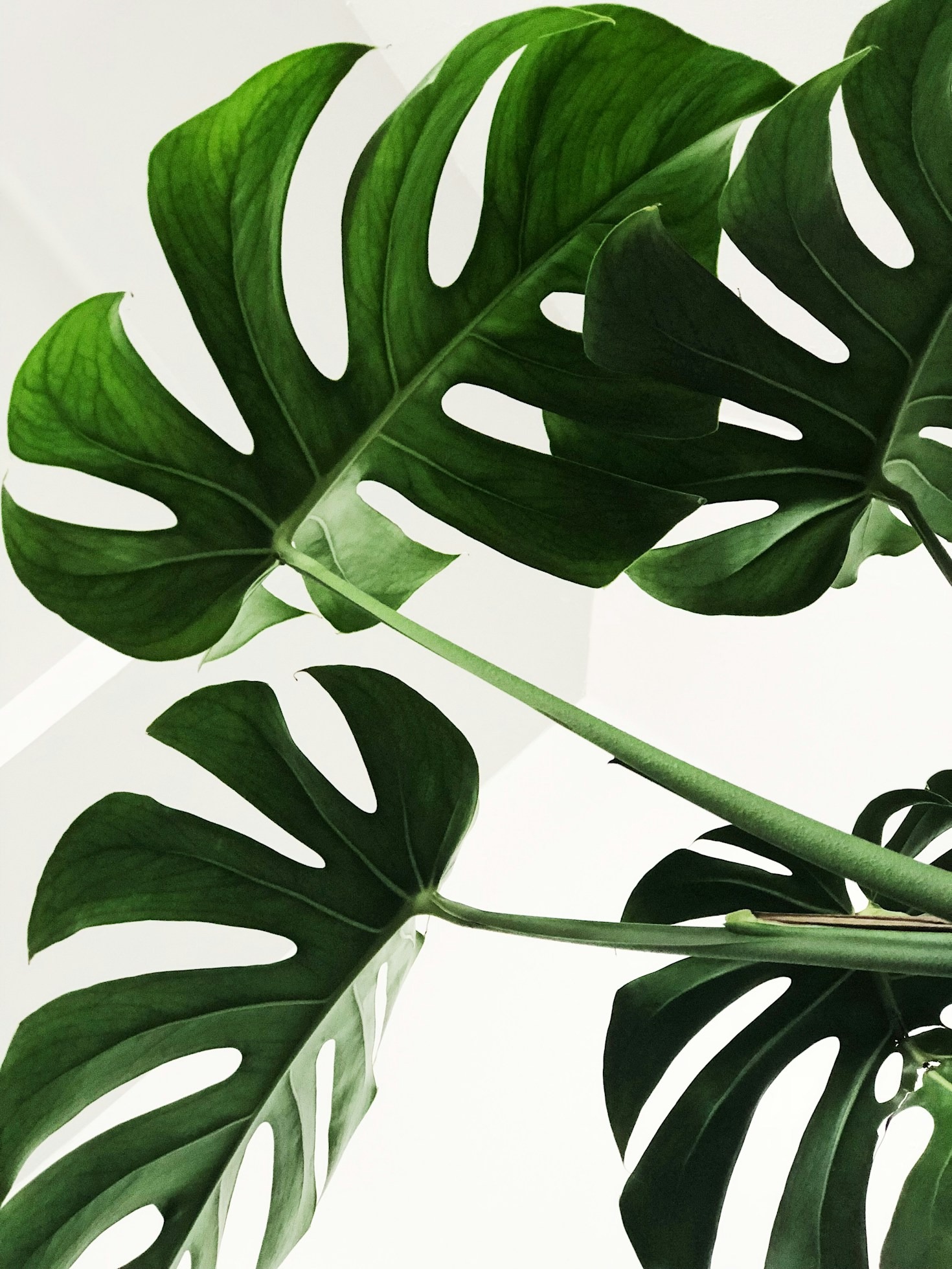 The Art of Choosing Plant-Based Beauty Products